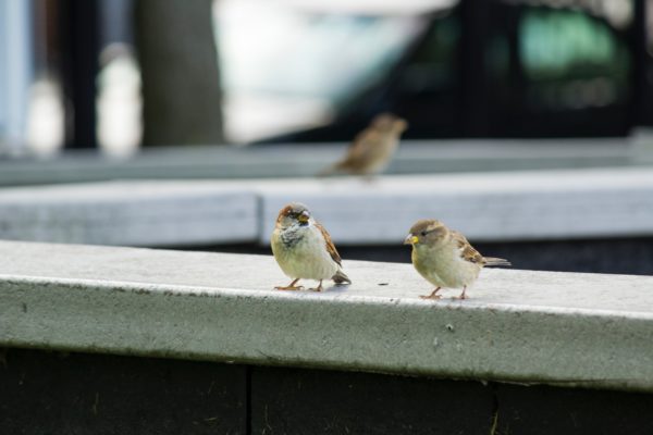 two birds on standing
